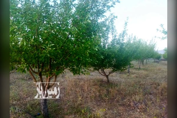 باغشهر تلاش زنجان ۵۰۰ متر - تصویر 1