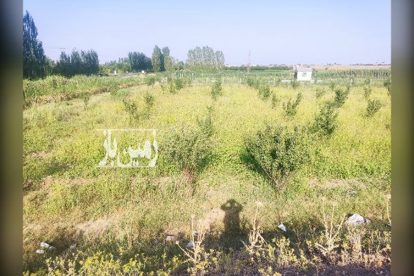 زمین باغ با درختان جوان هرطرف فنس کشی شده مونده یک - تصویر 2
