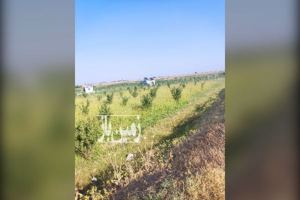 زمین باغ با درختان جوان هرطرف فنس کشی شده مونده یک - تصویر 4