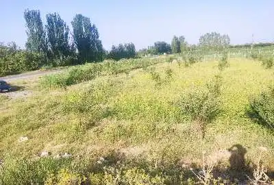 زمین باغ با درختان جوان هرطرف فنس کشی شده مونده یک