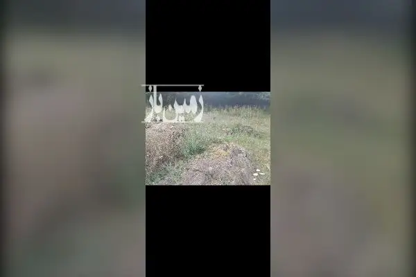 فروش زمین دوهزار شهسوار خوش نقشه - تصویر 2