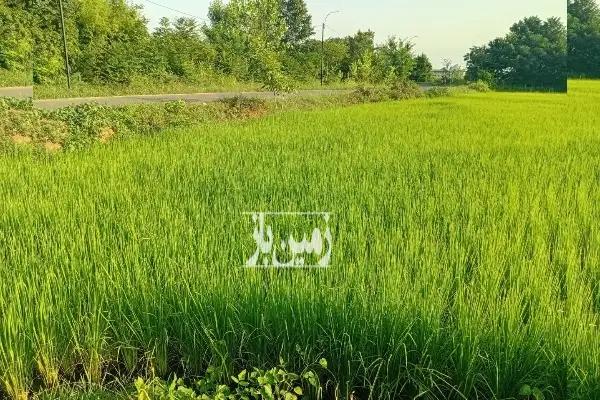 زمین کشاورزی برنج ۱۴۷۰ متر در کوچصفهان - تصویر 2