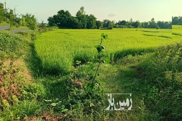 زمین کشاورزی برنج ۱۴۷۰ متر در کوچصفهان - تصویر 3