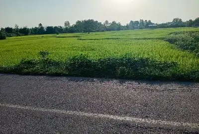 زمین کشاورزی برنج ۱۴۷۰ متر در کوچصفهان