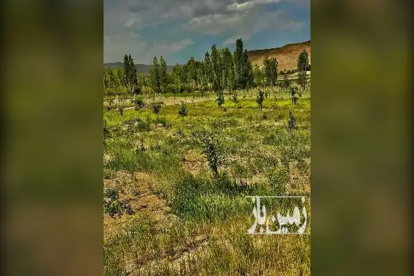 باغ میوه فیروزکوه روستای شهرآباد ۱۵۸۰ متر - تصویر 2