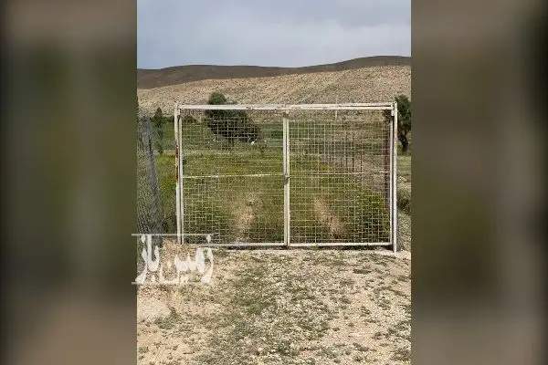 باغ میوه فیروزکوه روستای شهرآباد ۱۵۸۰ متر - تصویر 4
