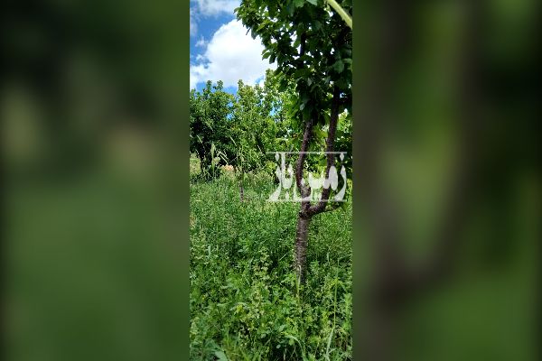 فروش باغ در شاهرود روستای گردشگری ابر - تصویر 2