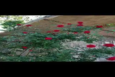 فروش باغ در ناحیه فلاورجان ۱۰۰۰ متر