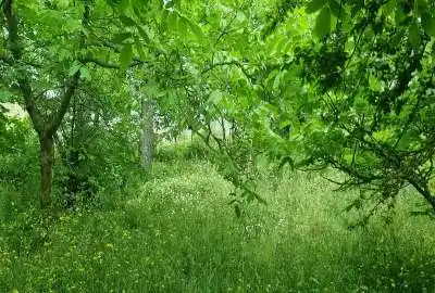 زمین داخل بافت شهرستان پل سفید روستای رجه