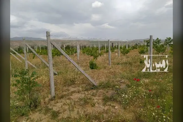 باغ انگور و بادام روستای کنعان ۱۱۰۰۰ متر - تصویر 2