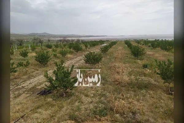 باغ انگور و بادام روستای کنعان ۱۱۰۰۰ متر - تصویر 4