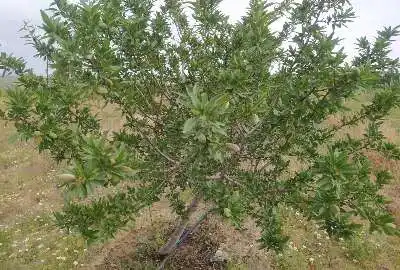 باغ انگور و بادام روستای کنعان ۱۱۰۰۰ متر