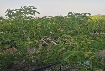 باغ بادام طرح طوبی یک شهرستان بن ۵۲۵۰ متر
