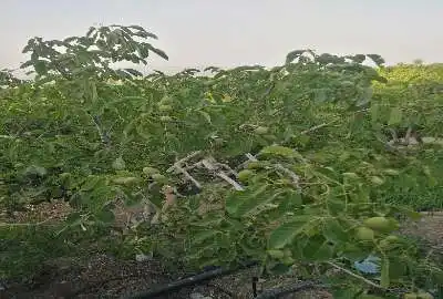 باغ بادام طرح طوبی یک شهرستان بن ۵۲۵۰ متر