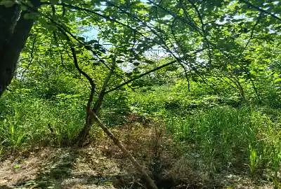فروش زمین رشت ویشکا ماتیر ۱۰۲۵ متر