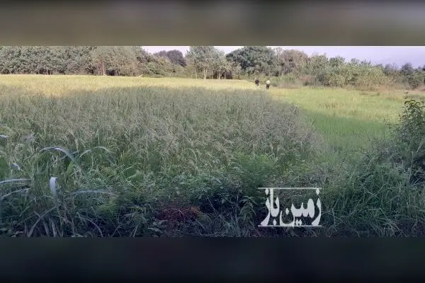 زمین در روستای سلوش ۱۰۰۰ متر - تصویر 3
