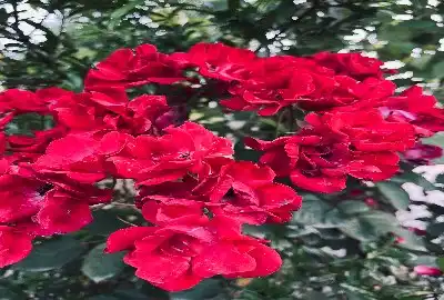 زمین مسکونی در سراوان گیلان ۷۸۵ متر