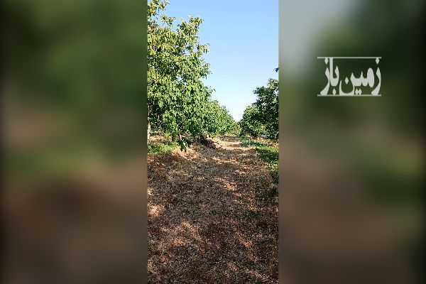 باغ گردو و بادام و کشت زعفران روستای دوتو - تصویر 1