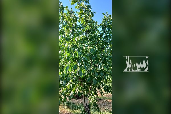باغ گردو و بادام و کشت زعفران روستای دوتو - تصویر 2