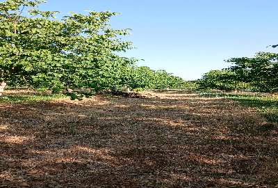 باغ گردو و بادام و کشت زعفران روستای دوتو