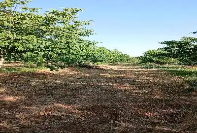 باغ گردو و بادام و کشت زعفران روستای دوتو