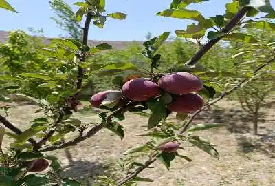 فروش باغچه ۴۷۰متری بعد از زیاران روستای قاضی کلایه