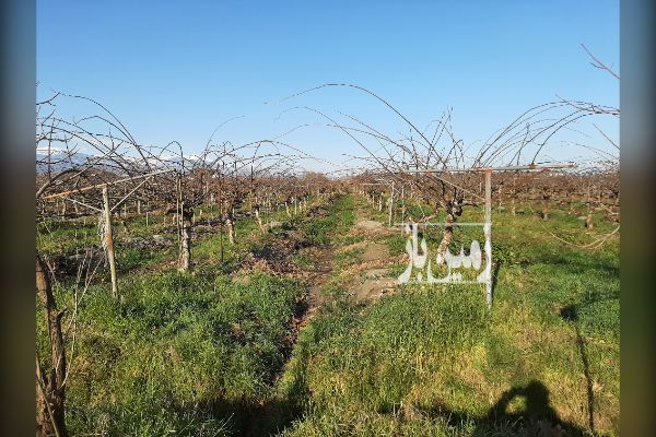 فروش یک قطعه باغ کیوی در جاده گاز روستای زوار - تصویر 1
