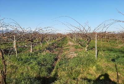 فروش یک قطعه باغ کیوی در جاده گاز روستای زوار