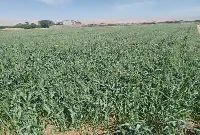 فروش ۵ هکتار زمین کشاورزی شاهرود
