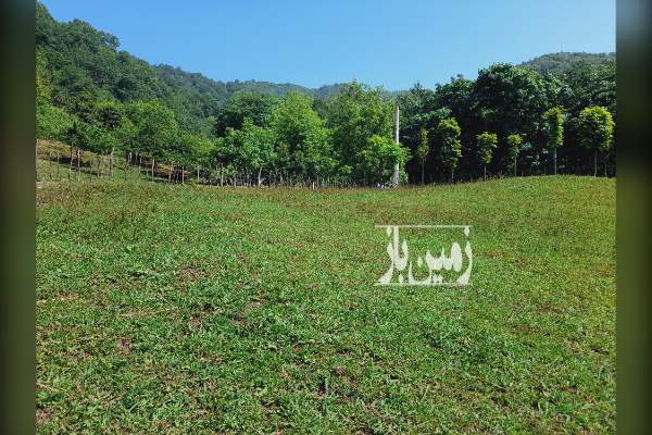 فروش زمین در واچکلایه رامسر ۹۲۰ متر - تصویر 3
