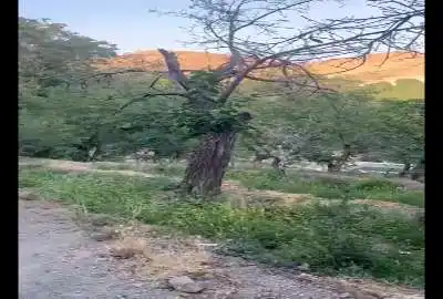 فروش باغ در روستای برغان ماشین رو عالی ۱۲۰۰ متر