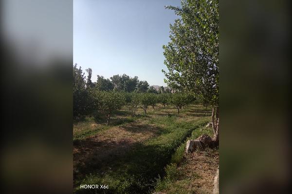 فروش باغ ۲ هکتاری سیب در روستای سعدآباد سیداوا - تصویر 1