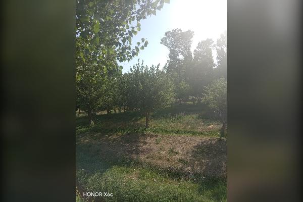 فروش باغ ۲ هکتاری سیب در روستای سعدآباد سیداوا - تصویر 2