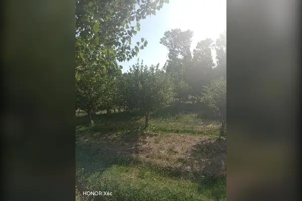 فروش باغ ۲ هکتاری سیب در روستای سعدآباد سیداوا - تصویر 2