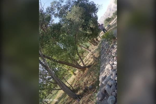 فروش باغ ۲ هکتاری سیب در روستای سعدآباد سیداوا - تصویر 3
