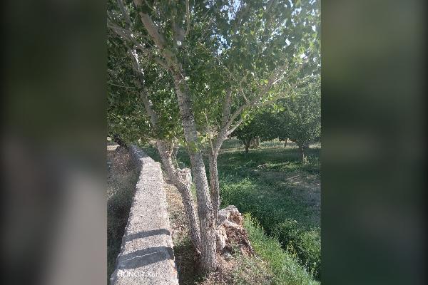 فروش باغ ۲ هکتاری سیب در روستای سعدآباد سیداوا - تصویر 4