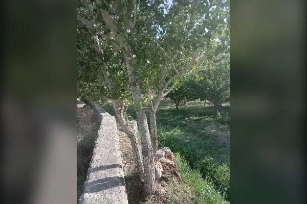 فروش باغ ۲ هکتاری سیب در روستای سعدآباد سیداوا - تصویر 4
