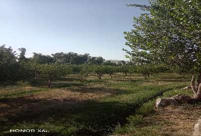 فروش باغ ۲ هکتاری سیب در روستای سعدآباد سیداوا