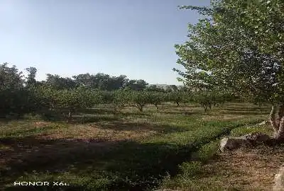 فروش باغ ۲ هکتاری سیب در روستای سعدآباد سیداوا