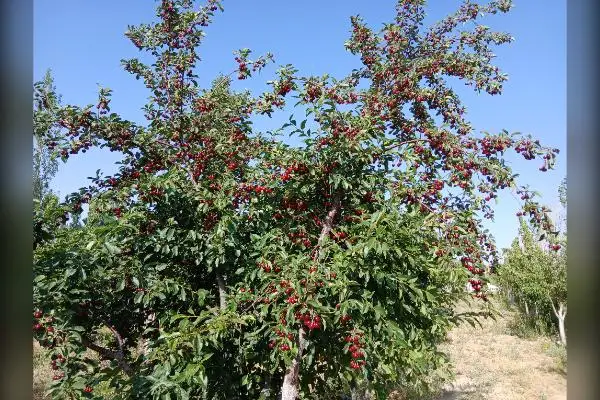 خونه باغ کلفور فیروزکوه ۱۳۰۰ متر - تصویر 4