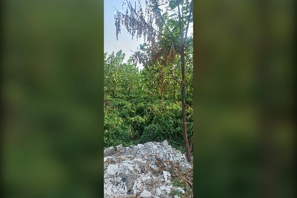 زمین شالی بایر دسترسی آسان ۲۰۰ متر - تصویر 2
