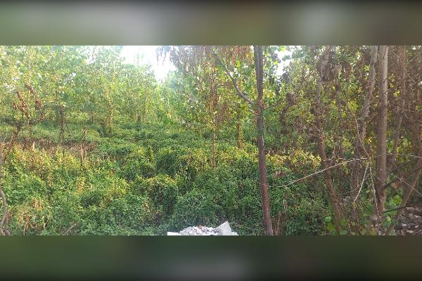 زمین شالی بایر دسترسی آسان ۲۰۰ متر - تصویر 3