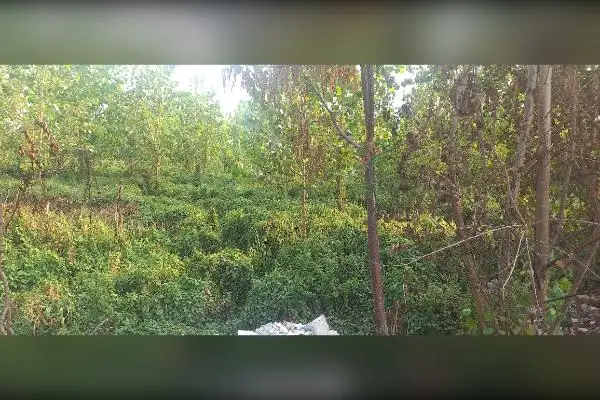 زمین شالی بایر دسترسی آسان ۲۰۰ متر - تصویر 3