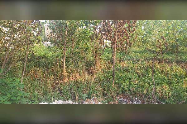 زمین شالی بایر دسترسی آسان ۲۰۰ متر - تصویر 4