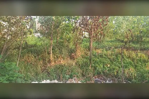 زمین شالی بایر دسترسی آسان ۲۰۰ متر - تصویر 4
