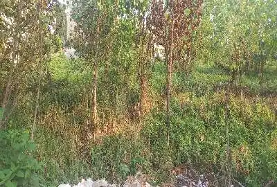 زمین شالی بایر دسترسی آسان ۲۰۰ متر