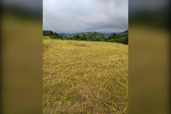 فروش زمین زراعی ۴۵۰ متر قائمشهر روستای ریکنده - تصویر 2