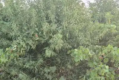 زمین دارای فنس و انشعاب آب پساب از تعاونی روستایی