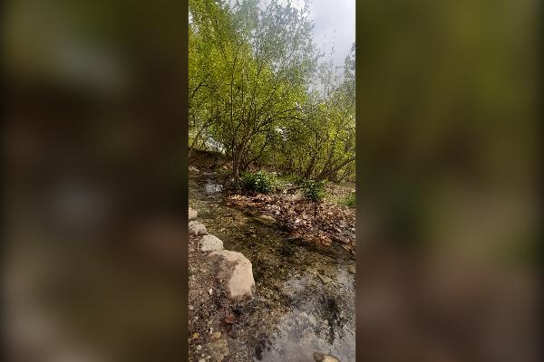 فروش باغ ثمرده ۱۵۰۰ متر شهر سیدان روستای گوگی - تصویر 1