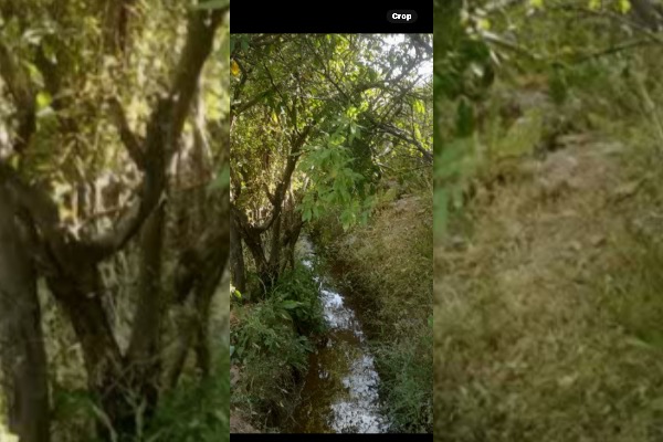 باغ میوه وانگور دارای دیواربلوکی وسندتک برگ - تصویر 2